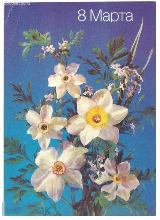 su1988 8 марта. Цветы. Синий фон. Фото Дергилева. ДМПК [почта-Плотниково] 