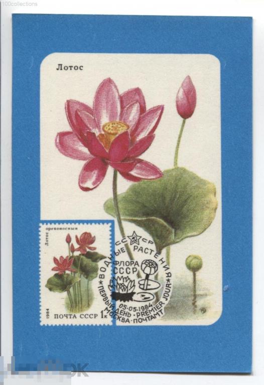 su1989 Картмаксимум на календарике. Лотос орехоносный (с) ВОФ 