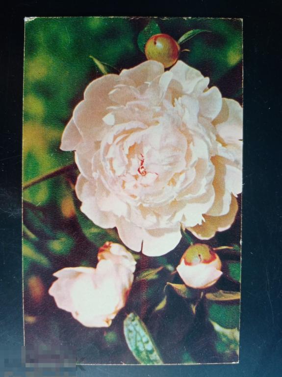 1969 год Шворак Поздравляю 