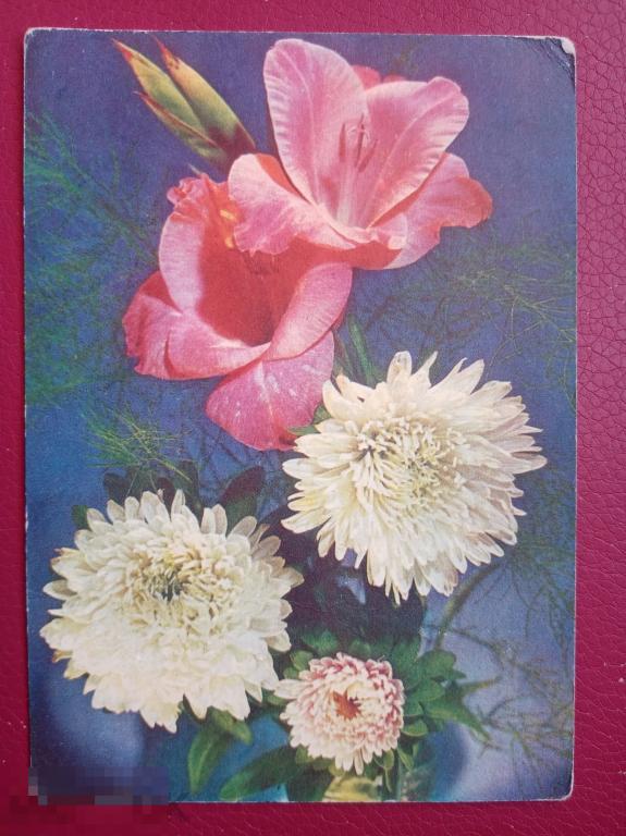 1970 ДМПК Дергилев Гладиолус и астры 