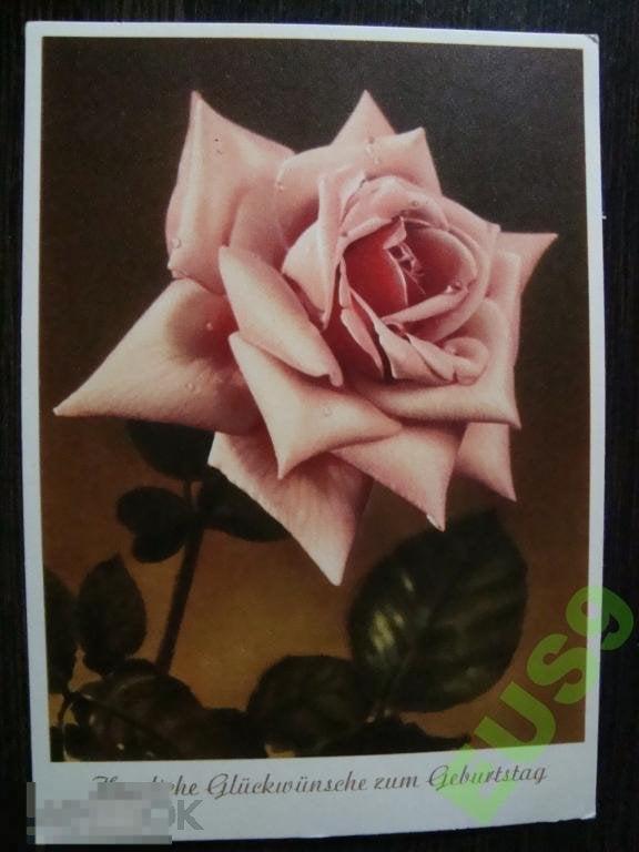 ОТКРЫТКА ГЕРМАНИЯ ЦВЕТЫ ЧИСТАЯ (Ц) 