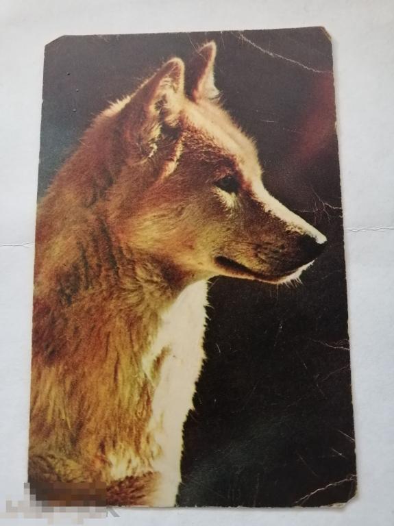 Открытка Московский зоопарк дикая собака Динго 1969г 
