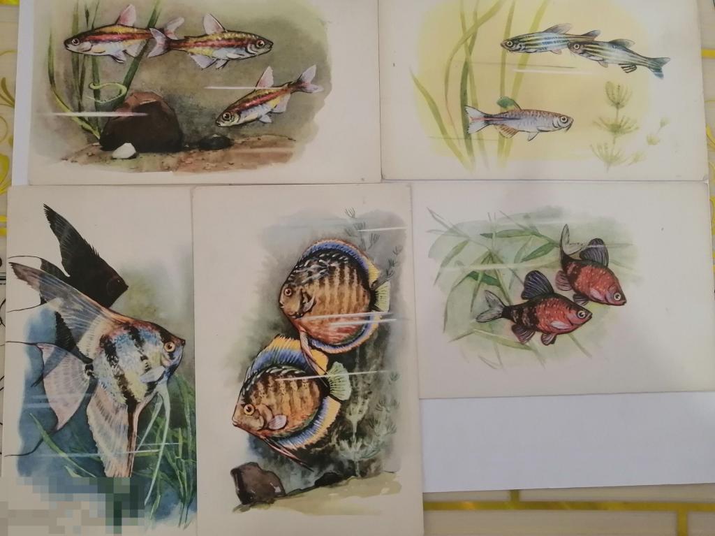 Открытки набор "Аквариумные рыбки" худ Аристов  1968 год 