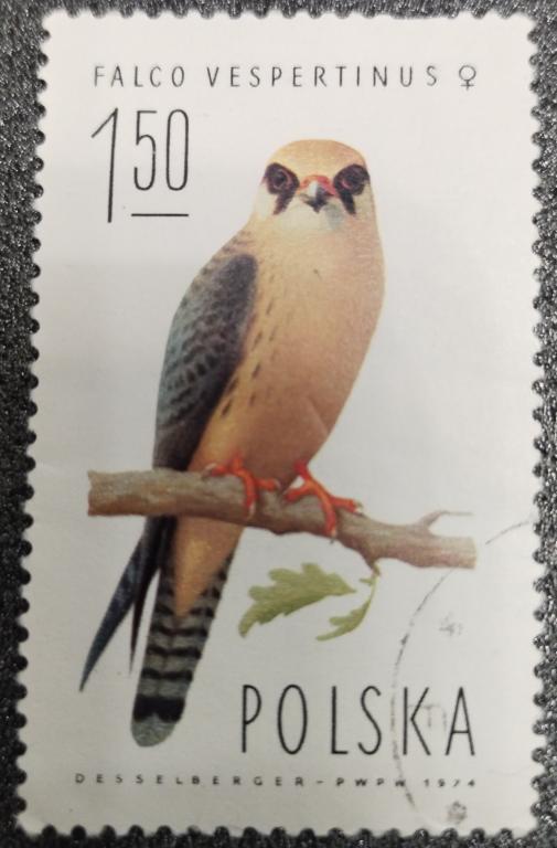 Почтовая марка Польша 1974 Фауна Птицы 