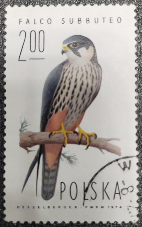Почтовая марка Польша 1974 Фауна Птицы 