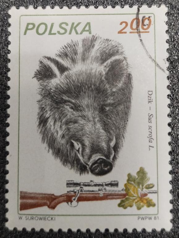 Почтовая марка Польша 1981  Фауна Кабан