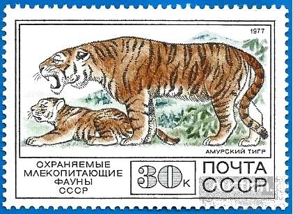 1977 СССР 4789 (Z 4735) Тигр. Фауна (1/8)** MNHOG (ЧБН)