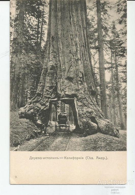 22637.Дерево-исполин-Калифорния.