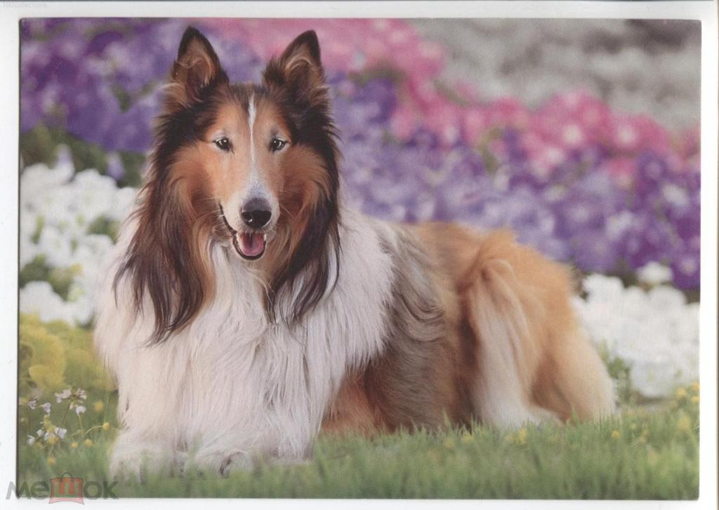 ru2016-170/1 Шотландская овчарка (Колли). Фото Ю.Туровцевой. ДМПК Литера B