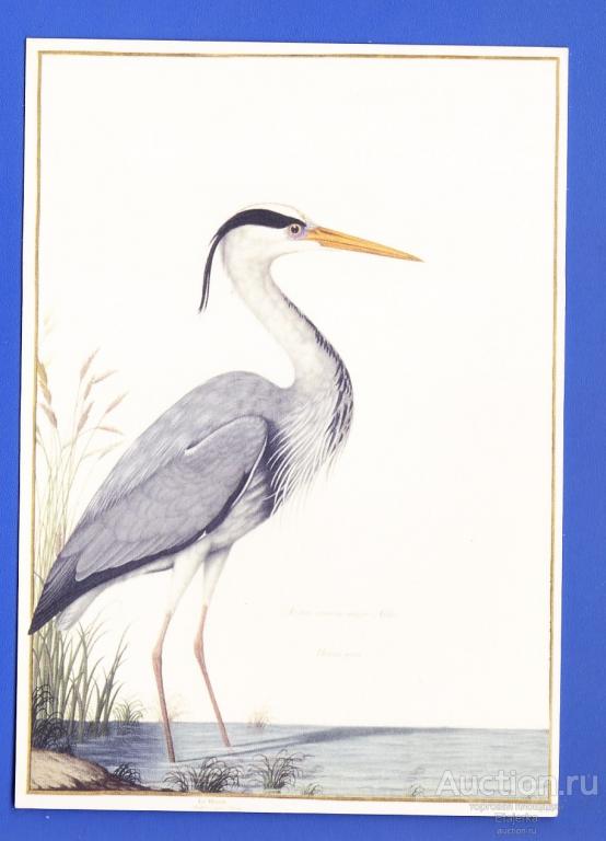Цапля птица Германия Бремен подписана