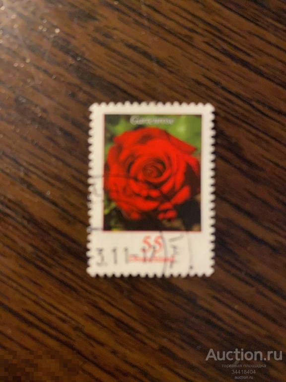 Германия стандарт флора цветы роза гаш 