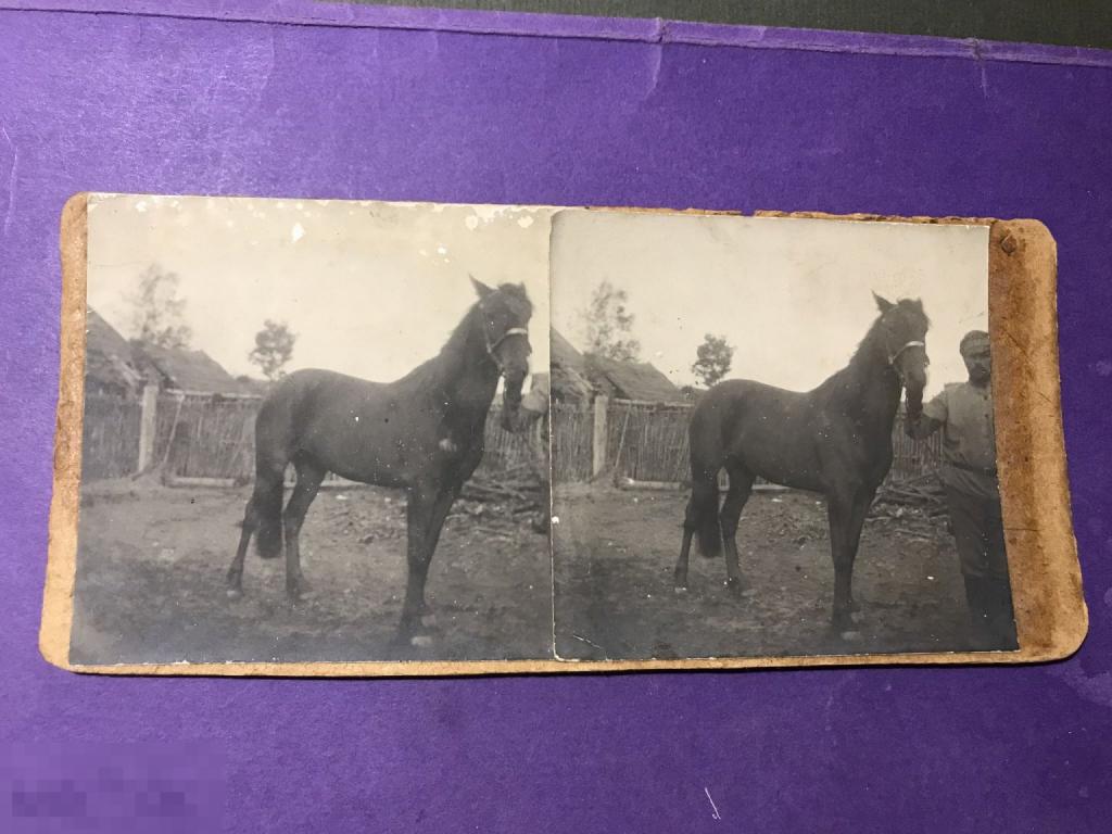 кр4-2м Стереопара Лошадь Папина Динара ? Понемонь Ковна ? Литва ?   ъ 