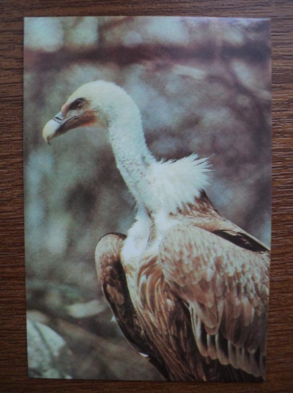 153/ Птицы_Белоголовый сип_1990