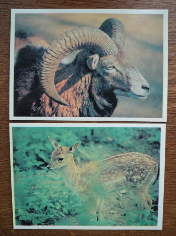 168_4/ Животный мир_2 шт_1993