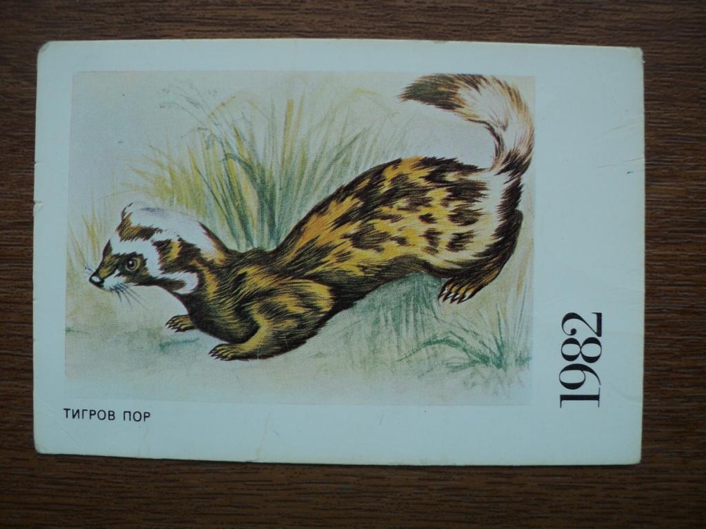 165/ Фауна_Рисунок_Хорёк_Болгария_1982
