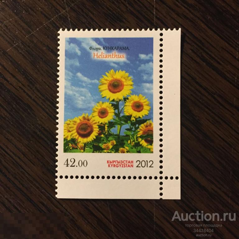 Кыргызстан 2012 флора подсолнух 