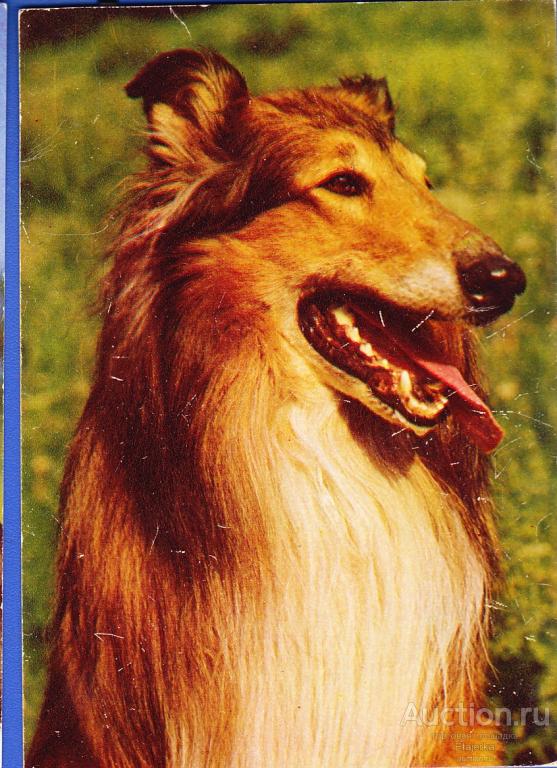 колли      1987. Собаки   животные открытка