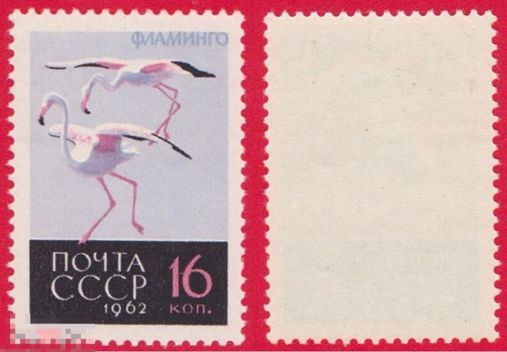 1962 г. СССР. Ст-колл №2707. ЧБН.  Птицы. Фламинго. 