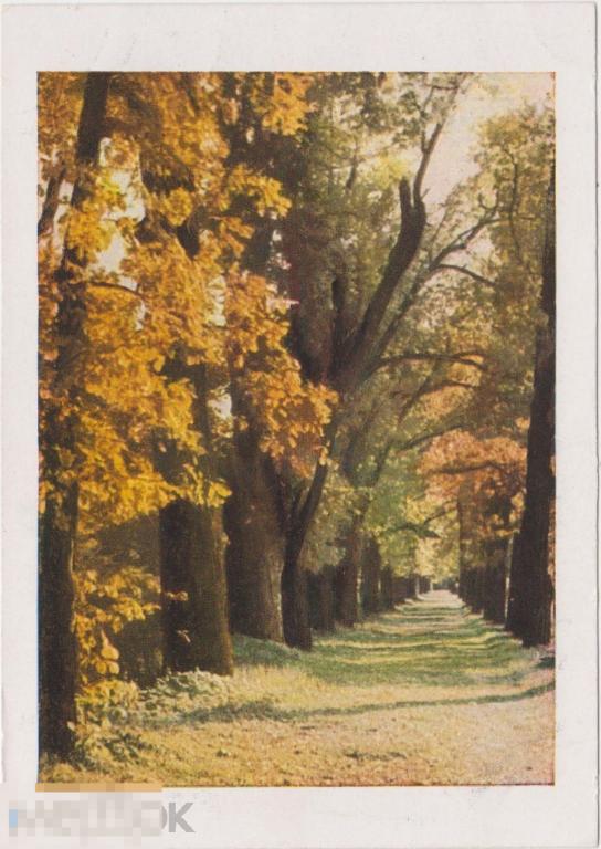 1949 г. Открытка. г. Пушкин. Аллея старых дубов.