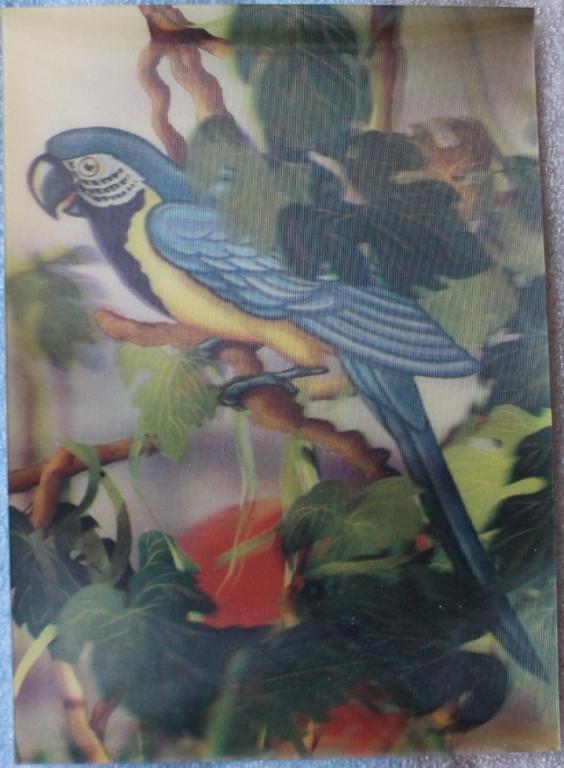 Попугай Берегите птиц 1989г. Стереооткрытка Стерео Ереван Охрана природы.
