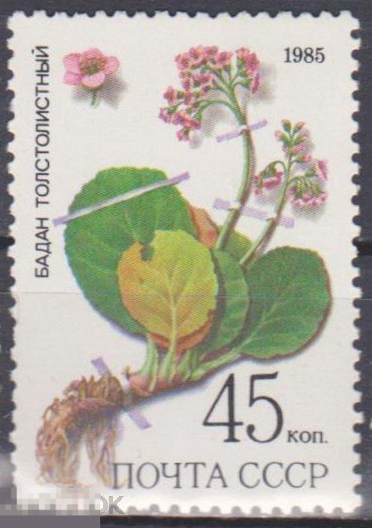 1985 г. СССР. Ст-колл №5584. ЧБН. Лекарственные растения Сибири. 