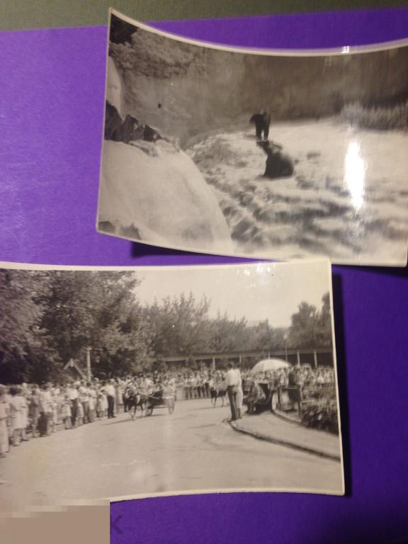 аф5-3г&quot;  2 фото  Московский  зоопарк   Медведи  Катание на лошадях  ххх 