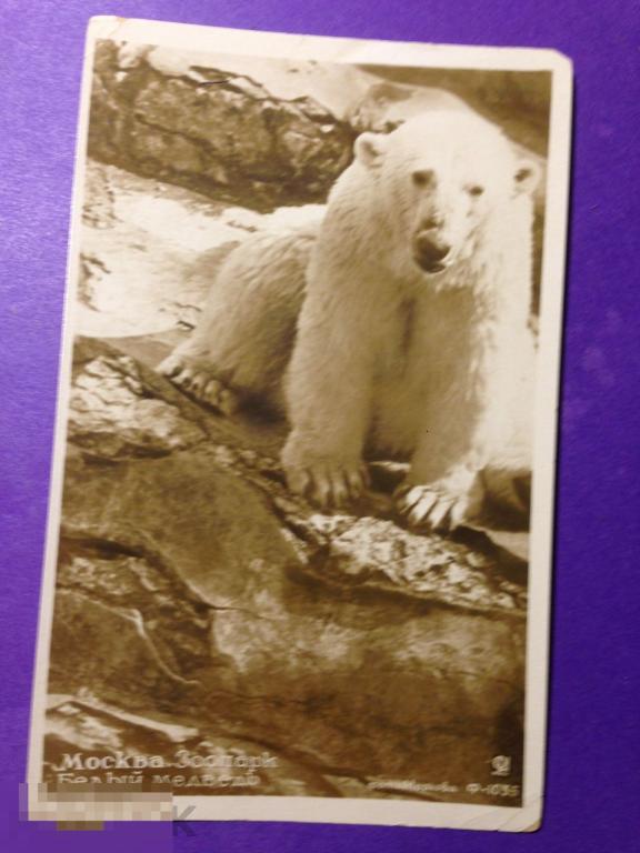 ог414 1936 ?  Москва Зоопарк Белый медведь   Марков  Союзфото  чистая ххх 