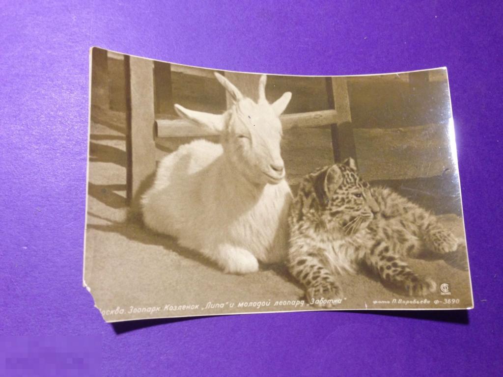 ог411 1938 Москва Зоопарк Козленок Липа молодой леопард Заботка Воробьев Союзфото  ххх 