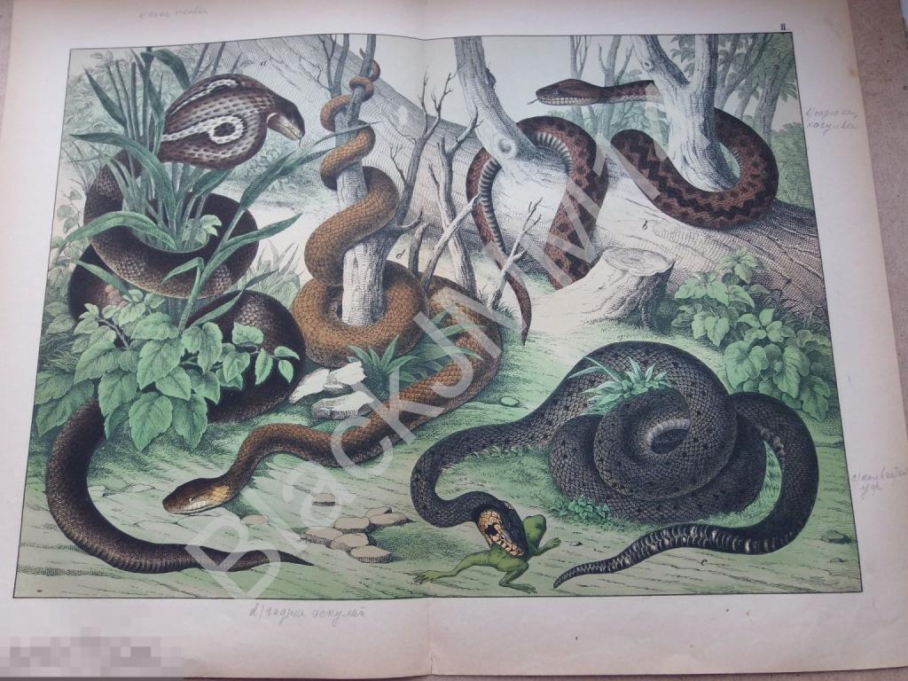 1890 г. Цветная литография Змеи Гадюка Уж Очковая кобра Эскулап 