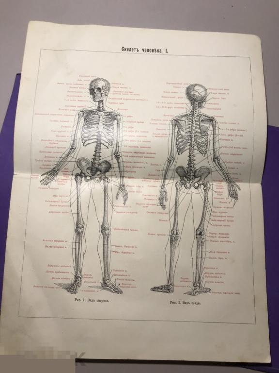 П3-6СГ Скелет человека    Иллюстрация из словаря Гранат  ъ 