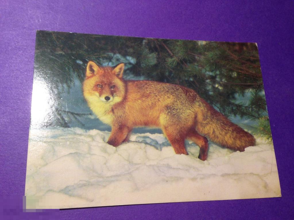 оф93г 1985 Лисица фото Смирнова  лиса    чистая  ххх 