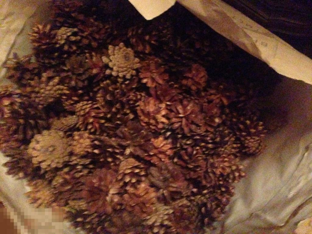 *г Шишки сосновые по 50 копеек 600 шт  ххх 