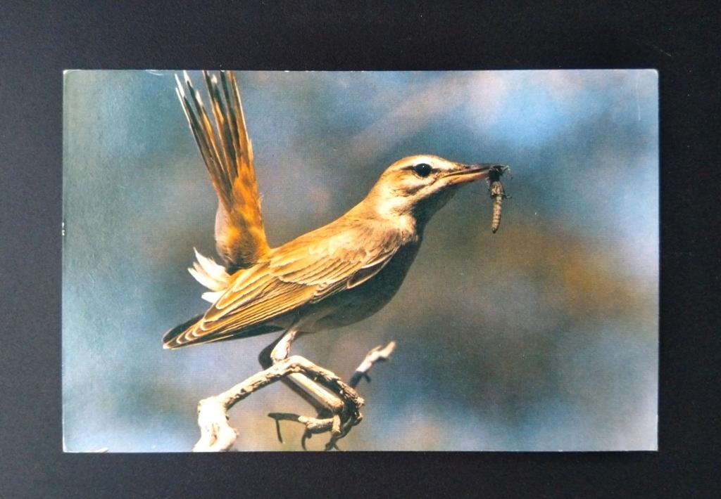 Открытка Птица. Тугайный соловей. изд-во "Правда". Москва 1981 г  чистая.