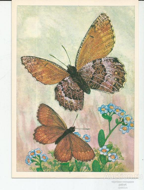 22846.Бабочки. Тундровая бархатница Мелисса.