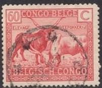 Бельгийское Конго 1925 год Фауна Крупный рогатый скот ватусси (Bos primigenius taurus) Гаш