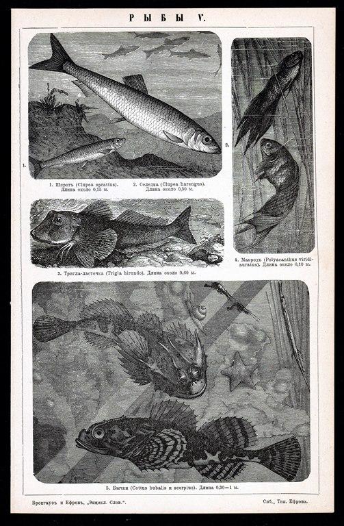 ���� ����� ������?