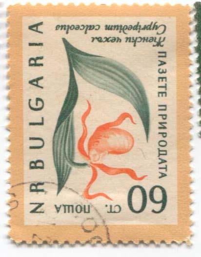 1960 Болгария Цветок 80ст.гаш