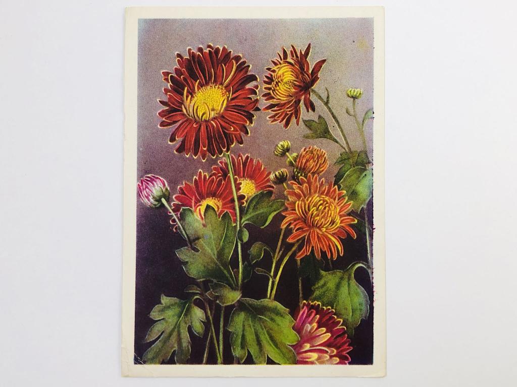 Корейская гибридная хризантема. Открытка. 1956. Главкультторг