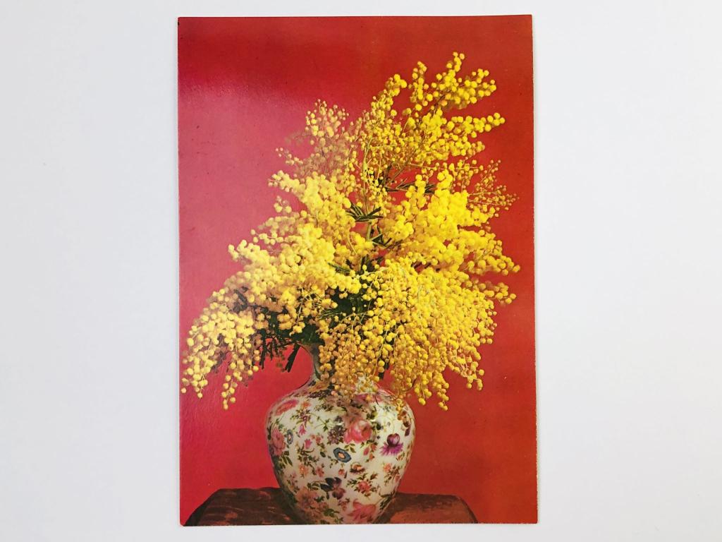 Мимоза. Открытка с наклееной маркой. 1960. София