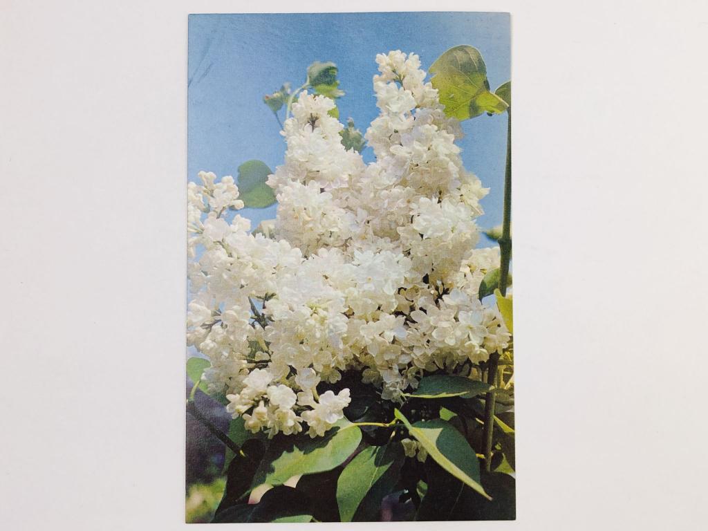 Сирень. Мадам Казимир Перье. Открытка. 1973. Планета
