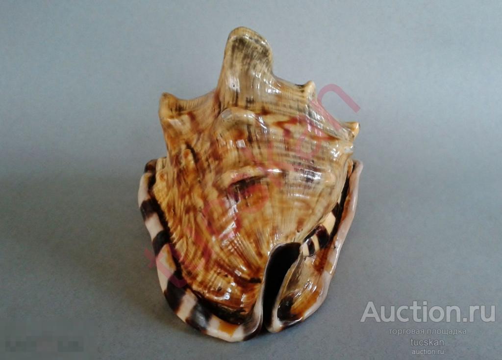 Ракушка раковина океаническая морская 17.5х15х13 см 