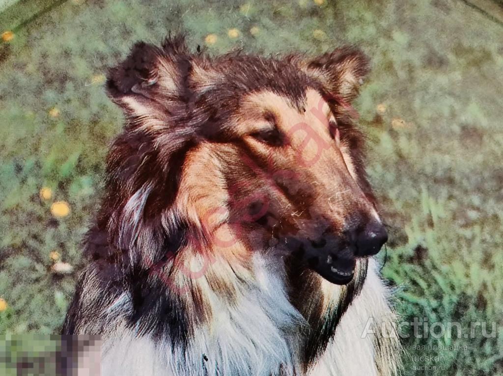 Поднос СССР Собака Колли  металлический 33 см 