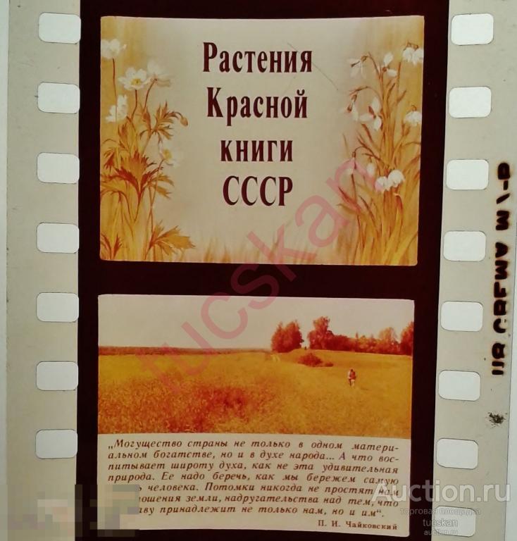 Диафильм Растения Красной книги СССР 1980-е 