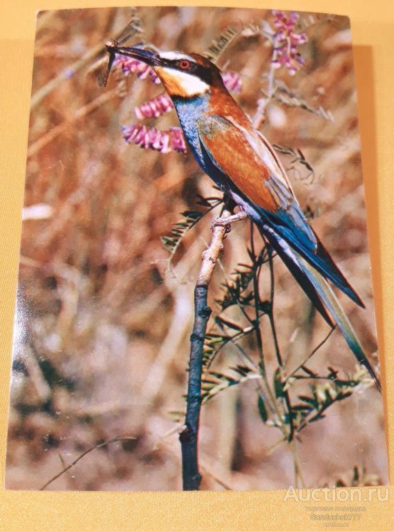 "Золотистая Щурка" Фото Б. Нечаева. Птицы на открытках. Открытка СССР 1982 г. Чистая!