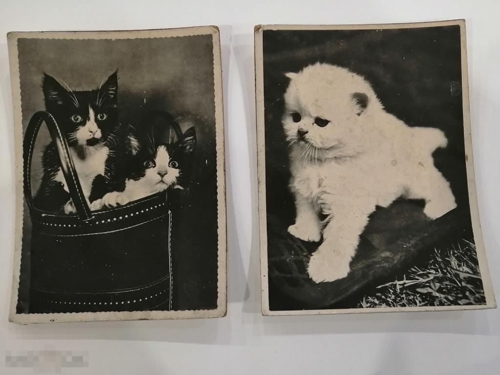 Фотографии настенные картинки &quot;Котята&quot; толстый картон 60-70гг 