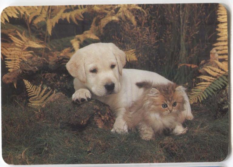 Испания ценок и котёнок