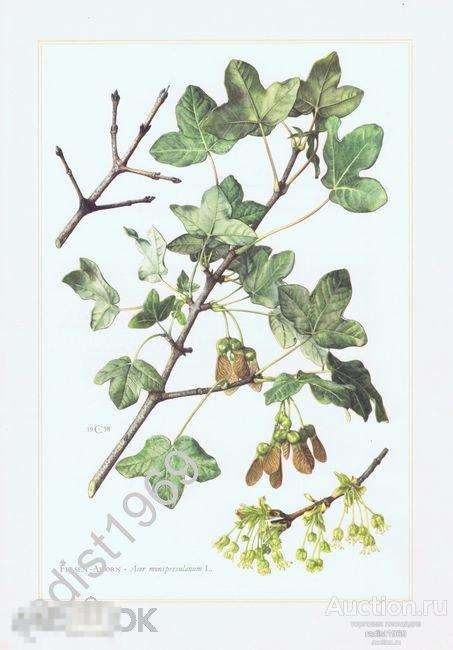 1960 г. КЛЕН ТРЕХЛОПАСТНЫЙ. ДЕРЕВЬЯ, РАСТЕНИЯ 