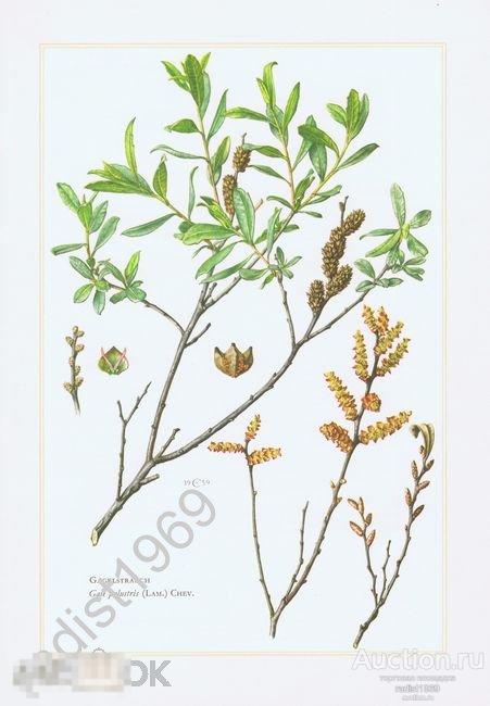 1960 г. ВОСКОВНИЦА ОБЫКНОВЕННАЯ. КУСТАРНИКИ, РАСТЕНИЯ 