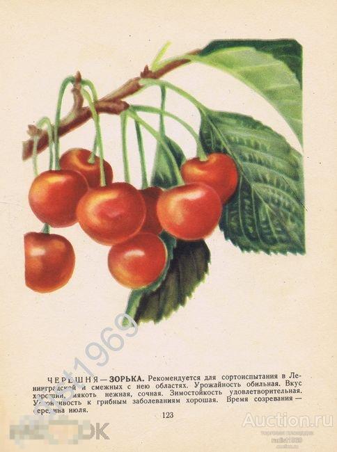 1957 г. ФРУКТЫ. ЧЕРЕШНЯ СОРТОВ ЗОРЬКА И КРАСНОДАРСКАЯ РАННЯЯ 