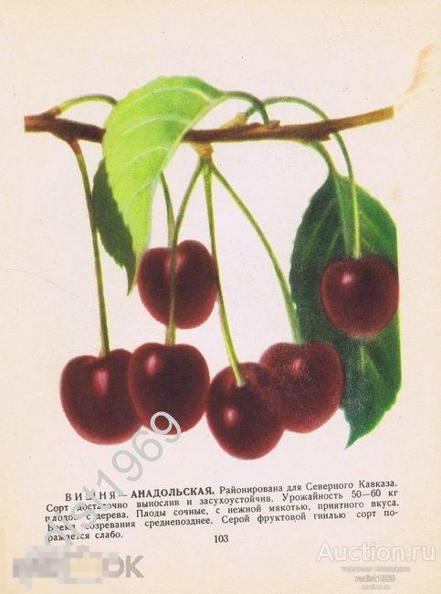 1957 г. ФРУКТЫ. ВИШНЯ СОРТОВ АНАДОЛЬСКАЯ И АНГЛИЙСКАЯ РАННЯЯ 